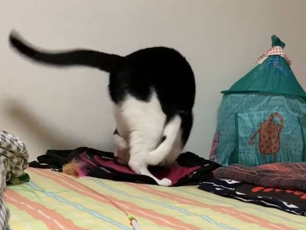 猫「でんぐり返しするから見てー」　動画に「とてもきれい」「一生見ていられる」