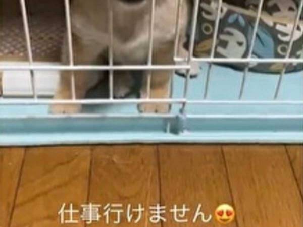 後ろ髪をひかれるとは…まさにこのこと！　つい笑っちゃう豆柴の表情に「仕事休みたくなる」