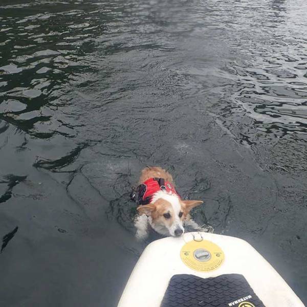 「ナイス判断」「笑った」飼い主が水に落下　その後、コーギーの反応は？