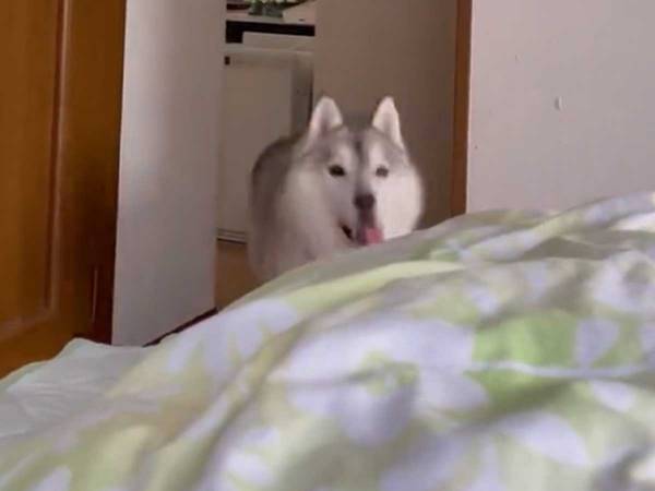 『シュタタタ！』と寝室にやって来る気配　正体に「羨ましい！」