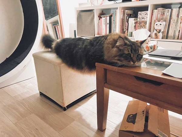 猫の、苦肉の策に「笑った」　飼い主に「机に乗っちゃダメ」といわれ…？