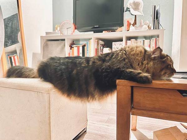 猫の、苦肉の策に「笑った」　飼い主に「机に乗っちゃダメ」といわれ…？