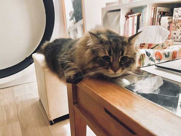 猫の、苦肉の策に「笑った」　飼い主に「机に乗っちゃダメ」といわれ…？