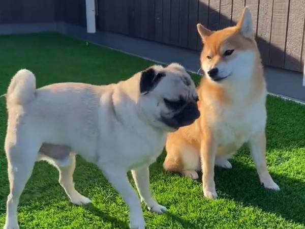 「可愛すぎる」「心が和んだ」　柴犬が好きすぎるパグの行動に、クスッ