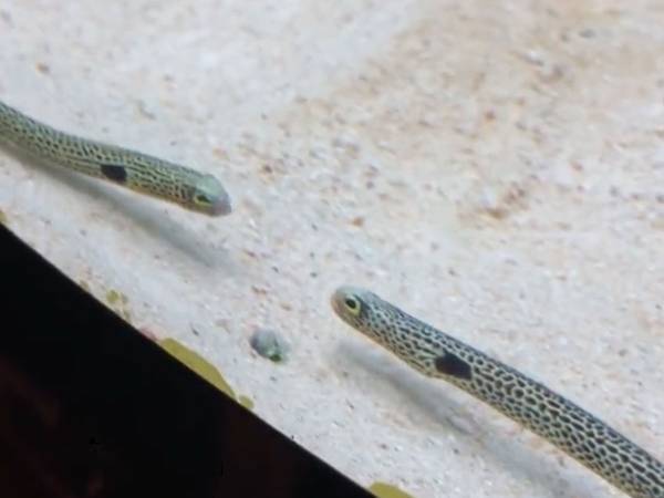 ケンカをしているような２匹のチンアナゴ　よく観察すると…