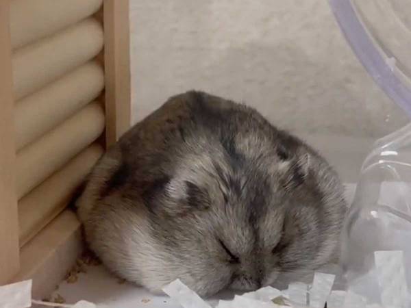 ハムスターの姿が『休日のお父さん』　「見てたら眠くなってきた！」