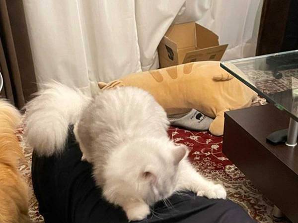 飼い主「大誤算」　腹筋ローラーで筋トレしようとしたら猫が…？