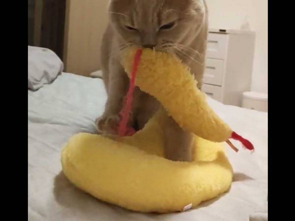 そのまなざしは職人…！　『ふみふみ』をしていた猫がかんでいたものは？