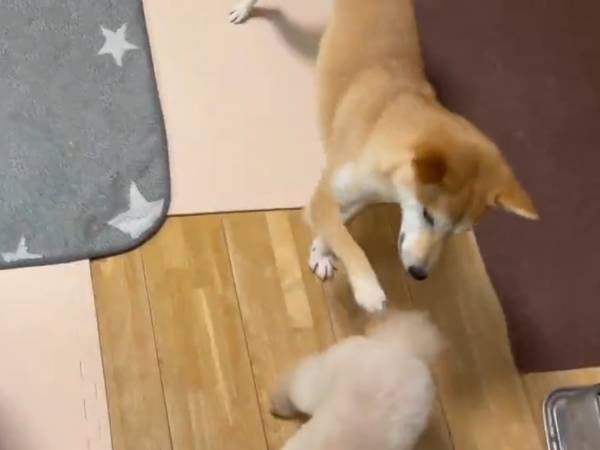 プードルの『尻尾スイッチ』を押すと発射！　展開に「吹いた」「ずっと見ていたい」