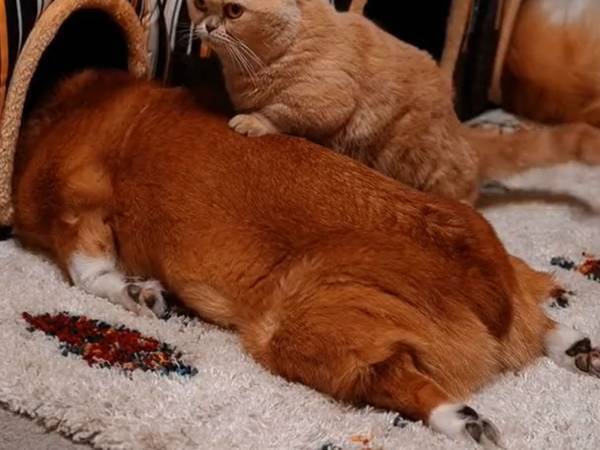 ペット用ハウスに入りたい猫だが？　「シュールな光景」「頑張れ～！」