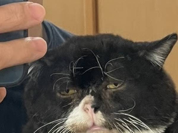 「注：１歳です」　貫禄がありすぎる猫の写真に「鼻水吹いた」「はい優勝」