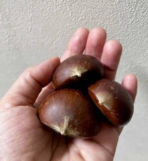 水に浮いた栗で作る『小鳥のヒナ』に反響　「かわいすぎる」「やってみたい」