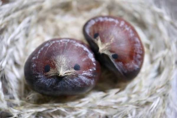 水に浮いた栗で作る『小鳥のヒナ』に反響　「かわいすぎる」「やってみたい」