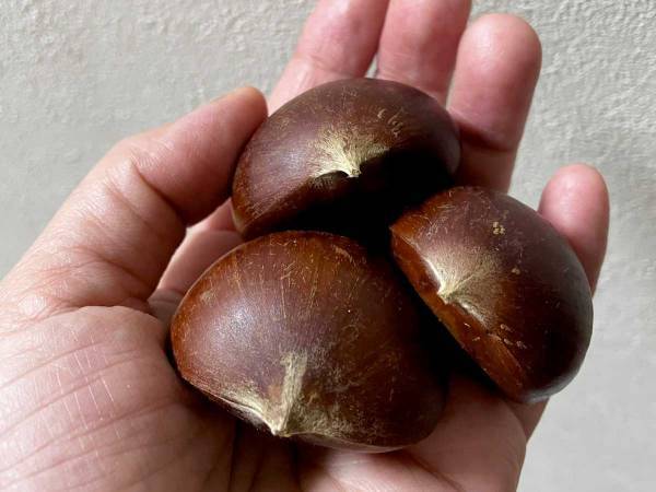 水に浮いた栗で作る『小鳥のヒナ』に反響　「かわいすぎる」「やってみたい」