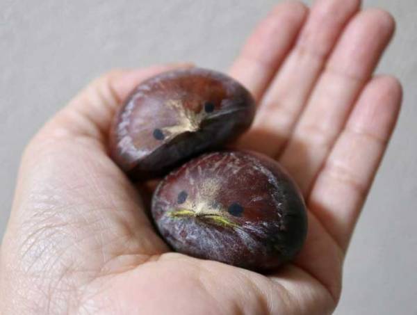 水に浮いた栗で作る『小鳥のヒナ』に反響　「かわいすぎる」「やってみたい」