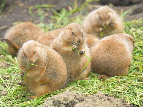 もふもふ！　冬仕様になった動物の写真に反響　「かわいすぎる」「最高」