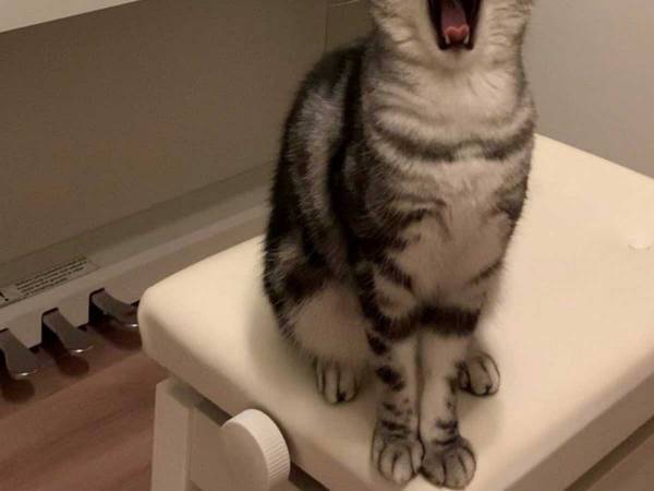 飼い主「ピアノに合わせて歌う気だ」　撮影したベストショットがこちら！