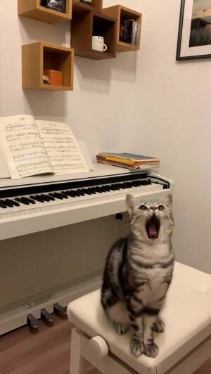 飼い主「ピアノに合わせて歌う気だ」　撮影したベストショットがこちら！