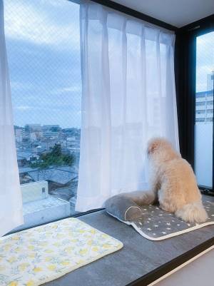 愛犬のためカーテンを開けていた飼い主　その後の光景に、クスッ