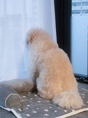 愛犬のためカーテンを開けていた飼い主　その後の光景に、クスッ