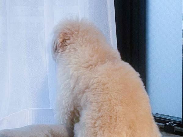 愛犬のためカーテンを開けていた飼い主　その後の光景に、クスッ