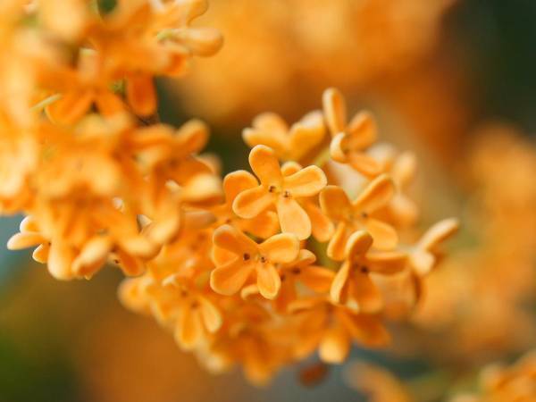 秋到来を爽やかに告げてくれている『金木犀』の匂いは特段の香り