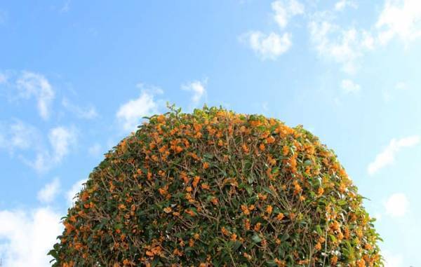 秋到来を爽やかに告げてくれている『金木犀』の匂いは特段の香り