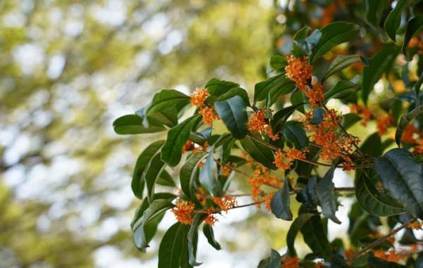 秋到来を爽やかに告げてくれている『金木犀』の匂いは特段の香り