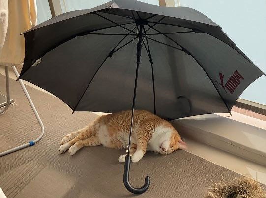 ベランダに傘を干していた飼い主　ふとそちらを見てみると…？