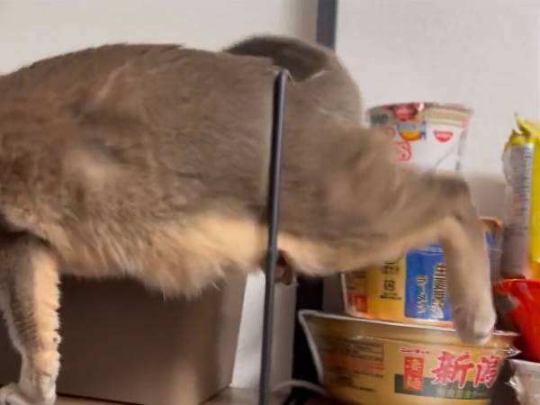 隙間を通り抜けようとした猫がストップ！　顔が通ったのに下半身で「あれ？」
