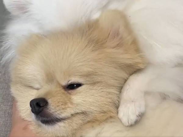 『犬吸い』を堪能していたのは、飼い主ではなく…？　「可愛い」