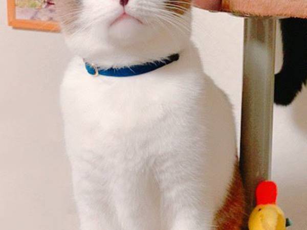 ２匹そろって、反省の色なし！　飼い主がつい笑ってしまったその『表情』