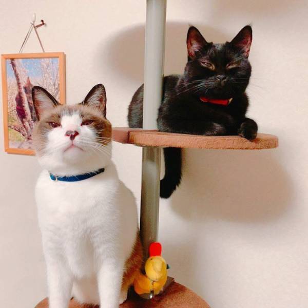 ２匹そろって、反省の色なし！　飼い主がつい笑ってしまったその『表情』