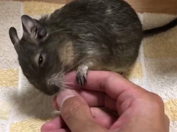飼い主がつっこんだ、デグーのリアクション　まだなでていないのに？