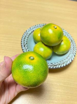 とても酸っぱそうなミカン　味わいに「今まで避けてたけど買ってみよう！」