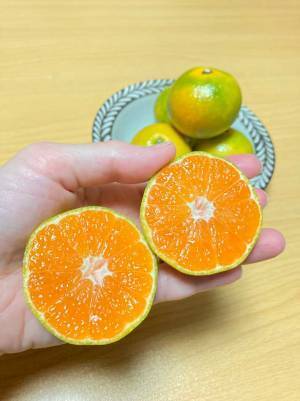 とても酸っぱそうなミカン　味わいに「今まで避けてたけど買ってみよう！」