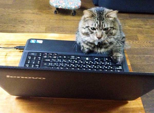 かわいい猫動画に夢中な飼い主　一瞬席を外して、戻ってくると…？