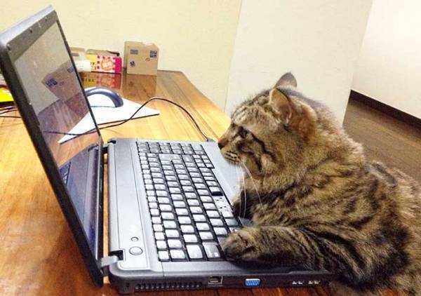 かわいい猫動画に夢中な飼い主　一瞬席を外して、戻ってくると…？