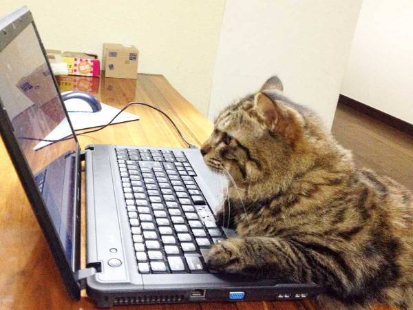 かわいい猫動画に夢中な飼い主　一瞬席を外して、戻ってくると…？