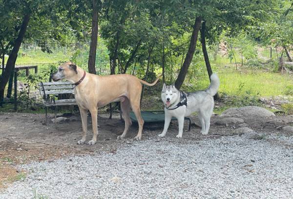 大型犬のシベリアンハスキーが、まるで？　２匹の犬を写した写真に「すげー！」