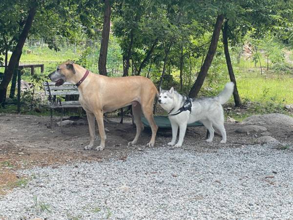 大型犬のシベリアンハスキーが、まるで？　２匹の犬を写した写真に「すげー！」