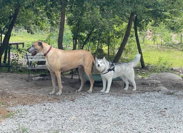 大型犬のシベリアンハスキーが、まるで？　２匹の犬を写した写真に「すげー！」