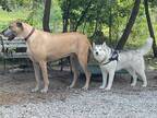 大型犬のシベリアンハスキーが、まるで？　２匹の犬を写した写真に「すげー！」