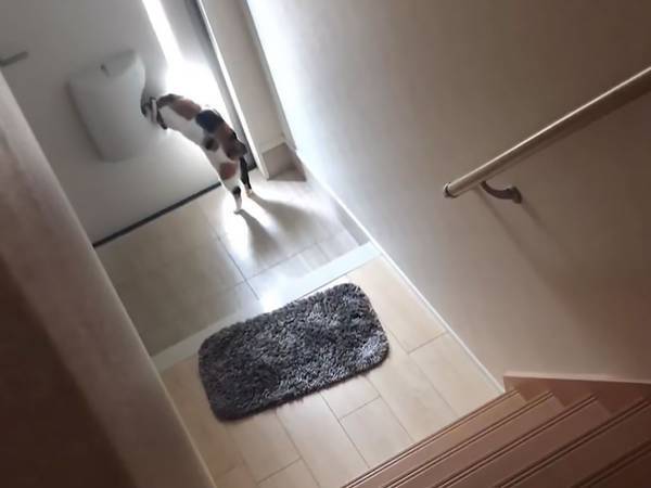 物陰から愛猫を盗撮する飼い主　録画されていることに気付かない猫は？