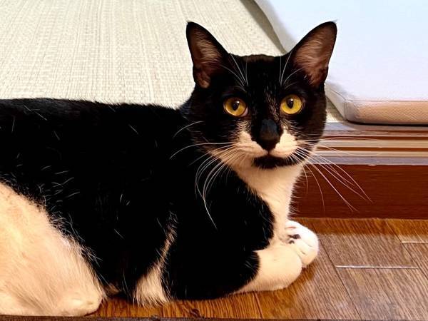 珍しい模様を持つ猫　日本のソウルフードが、後ろ脚にくっきり！