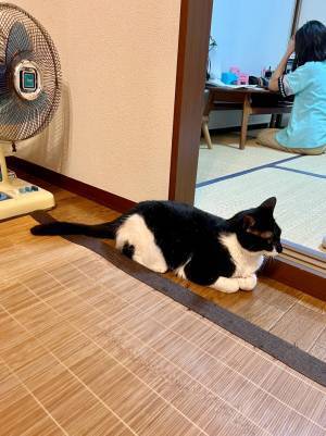 珍しい模様を持つ猫　日本のソウルフードが、後ろ脚にくっきり！