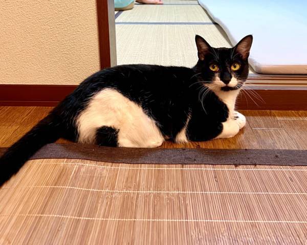 珍しい模様を持つ猫　日本のソウルフードが、後ろ脚にくっきり！