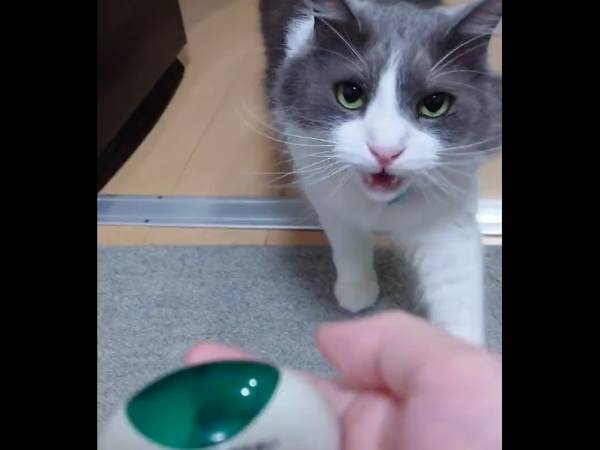 『店員呼び出しボタン』をポチッ！　その後の展開に「最高の極み」「自分も欲しい」