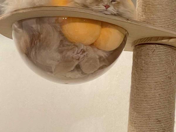 キャットタワーにいた猫の姿に「ちょっと待って！」「笑ったわ」