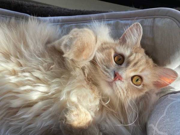 キャットタワーにいた猫の姿に「ちょっと待って！」「笑ったわ」